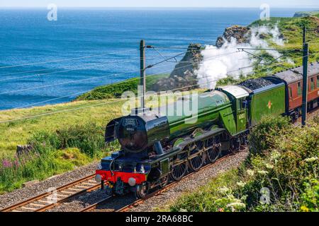 Il Flying Scotsman passa attraverso Lamberton nei confini scozzesi mentre si dirige verso Edimburgo. Il motore a vapore più famoso del mondo, 60103 Flying Scotsman, compie 100 anni quest'anno. Data foto: Sabato 1 luglio 2023. Foto Stock