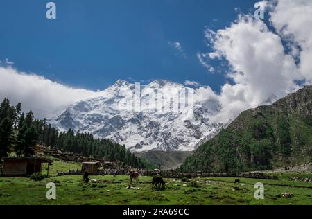 Campo di Beyal (altitudine: 3550 m), campo base di Nanga Parbat, Pakistan. Natura incontaminata e natura incontaminata. Il potente Nanga Parbat sullo sfondo. Foto Stock