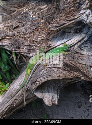 La lucertola ocellata (Lacerta lepida o Timon lepidus) è una lucertola endemica dell'Europa sudoccidentale. Foto Stock