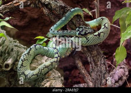 vipera verde dello Sri Lanka (Trimeresurus trigonocephalus), ritratto, endemico dello Sri Lanka Foto Stock