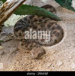 Viper corneo, Viper a naso lungo o sommatore comune di sabbia (Ammoditi Vipera) Foto Stock