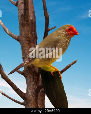 Zebra finch (Taeniopygia guttata) Foto Stock