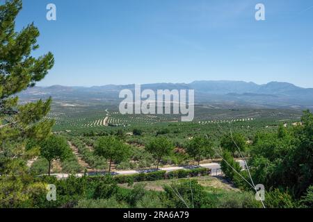 Vista sulla valle e sugli oliveti con le montagne della Sierra Magina - Ubeda, Jaen, Spagna Foto Stock