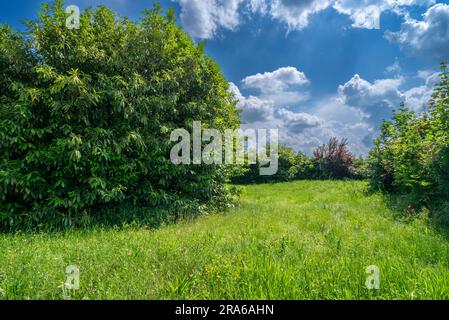 Prato selvaggio con alta erba verde con grande cespuglio di ciliegio e alloro tra cespugli incolti contro un cielo blu con nuvole bianche Foto Stock