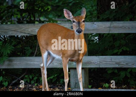 Whitetail Doe in Pennsylvania Foto Stock