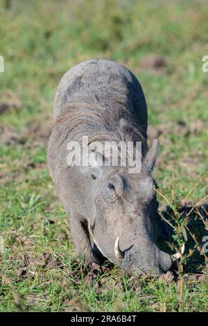 Zambia, Luangwa meridionale. Warthog comune (SELVATICO: Phacochoerus africanus) Foto Stock