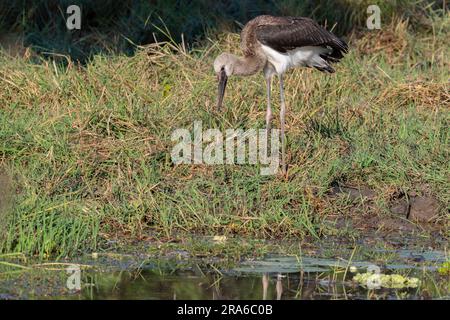 Zambia, Luangwa meridionale. Cicogna del biglio (SELVATICA: Ephippiorhynchus senegalensis) Foto Stock