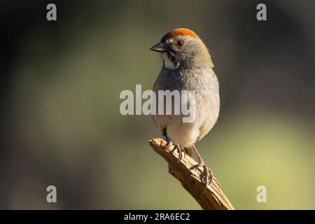 Tovagliolo dalla coda verde (pipilo chlorurus), capanna lago di osservazione cieco, Deschutes National Forest, Oregon Foto Stock