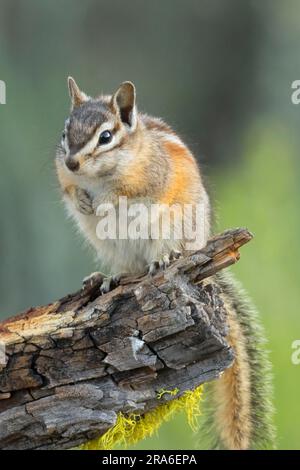 Chipmunk, Blind vista lago Cabin, Deschutes National Forest, Oregon Foto Stock