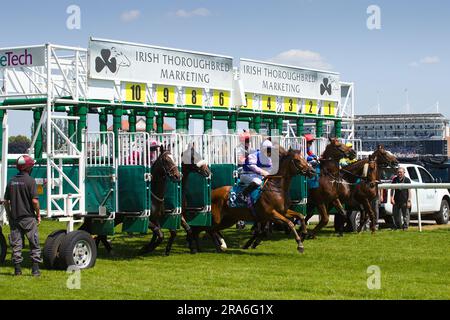 Una sequenza di cavalli che galoppano dalle porte di partenza all'ippodromo di York. Foto Stock