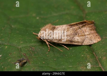 Dettaglio della chiodata marrone chiaro Dun-bar owlet Moth, Cosmia trapezina, seduta su legno Foto Stock