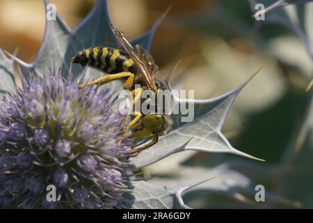 Primo piano di una grande vespa di sabbia europea, Bembis rostrata bere nettare da un mare blu eryngo, Eryngium maritimum, fiore sul lato della costa Foto Stock