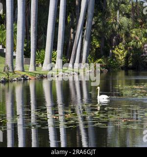 Fort Lauderdale, Florida, USA. Ammira la tranquilla Bonnet House Slough, un lago nei giardini della storica Bonnet House, nota anche come Bartlett Estate. Foto Stock