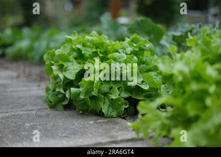 Lipsia, Germania. 1 luglio 2023. La lattuga cresce in un terreno presso l'associazione Schreber-Hauschild e. V. allotment Garden nel nord della città. Il sito, che risale al 1884, è il luogo in cui si celebra il giorno del giardino di Lipsia. Credito: Sebastian Willnow/dpa/Alamy Live News Foto Stock