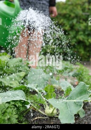 Lipsia, Germania. 1 luglio 2023. Il kohlrabi è innaffiato in un appezzamento dell'associazione di giardini Schreber-Hauschild e. V. nel nord della città. Il sito, che risale al 1884, è la sede del giorno del giardino di Lipsia. Credito: Sebastian Willnow/dpa/Alamy Live News Foto Stock