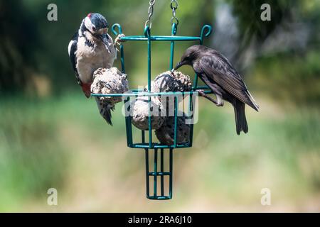 Il picchio maculato, Dendrocopos Major, e starling, Sturnus vulgaris, si nutrono di grasso in un alimentatore di uccelli da giardino. Foto Stock