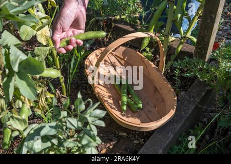 Donna che vende fagioli larghi esposizione di Bunyard nel suo orto o in dotazione. Foto Stock