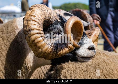 East Lothian, Scozia, Regno Unito, 1 luglio 2023. Haddington Agricultural Show: L'evento si svolge dal 1804. I partecipanti hanno trascorso una giornata di sole. Nella foto: Primo piano di una pecora scozzese con lunghe corna ricci. Crediti: Sally Anderson/Alamy Live News Foto Stock