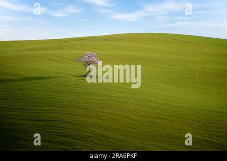 Ciliegi solitari nella verde collina prato Foto Stock
