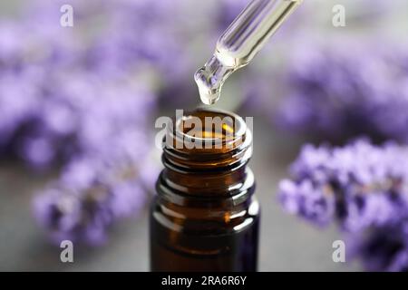 Goccia di olio essenziale di aromaterapia appesa da un contagocce di vetro su una bottiglia scura, con fiori di lavanda sullo sfondo Foto Stock