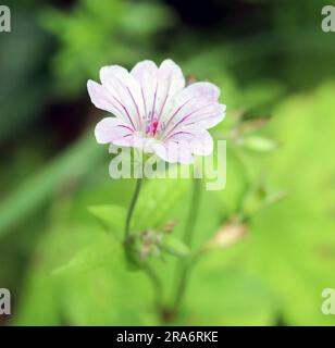 Pedana di colomba Geranium molle Foto Stock