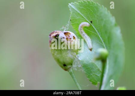 Falena invernale (Operophtera brumata) bruco sul prugna. Frutta e foglie danneggiate. Foto Stock