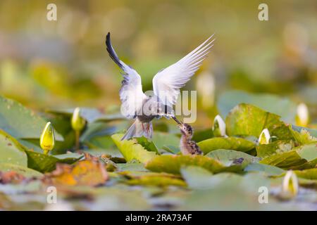 Black Tern Chlidonias niger, piumaggio estivo adulto che vola per nutrire insetti per pulcino, Delta del Danubio, Romania, giugno Foto Stock