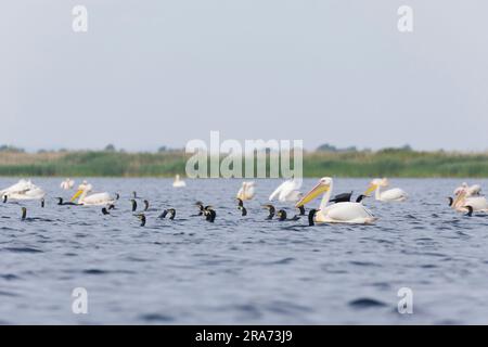 Grande pellicano bianco Pelecanus onocrotalus, adulti che nuotano, tra il grande carbo cormorano Phalacrocorax, il nuoto del gregge, il delta del Danubio, Romania, giugno Foto Stock
