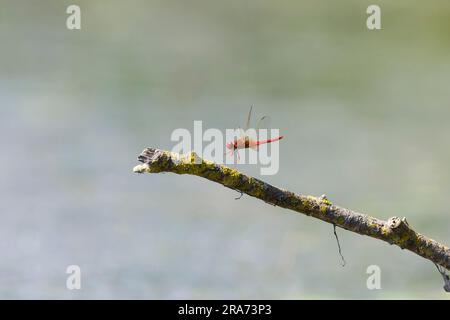 Scarlet darter Crocothemis erythraea, maschio adulto in volo, in procinto di atterrare sul ramo, Delta del Danubio, Romania, giugno Foto Stock