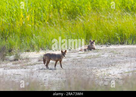 Golden Jackal Canis aureus, 2 adulti in palude, Constanta, Romania, giugno Foto Stock