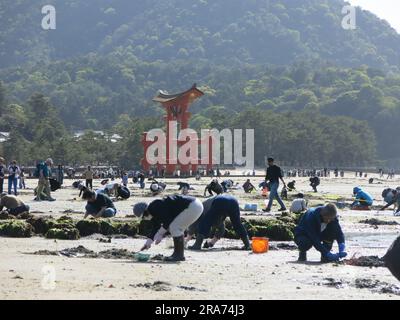 La folla di gente del posto cerca le vongole con la bassa marea sotto le iconiche colonne rosse della porta Torii rossa sull'isola di Miyajima. Foto Stock