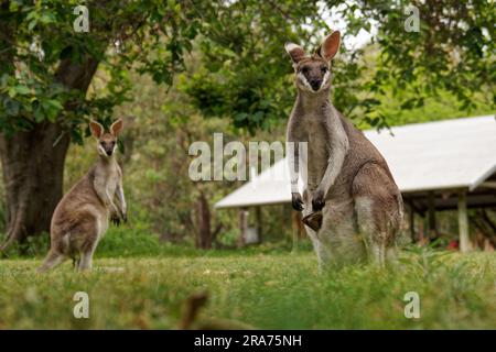 Wallaroo (Macropus robustus) nel Carnarvon National Park situato nella bioregione Southern Brigalow Belt nella regione di Maranoa nel Queensland centrale Au Foto Stock
