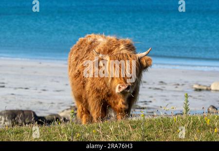 Bestiame delle Highland che pascolano a Machair, Isola di Tiree, Scozia Foto Stock