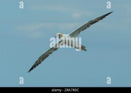 Northern Gannet in volo Foto Stock