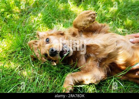 Il ritratto di un cocker spaniel rosso inglese giace e gira sull'erba verde Foto Stock