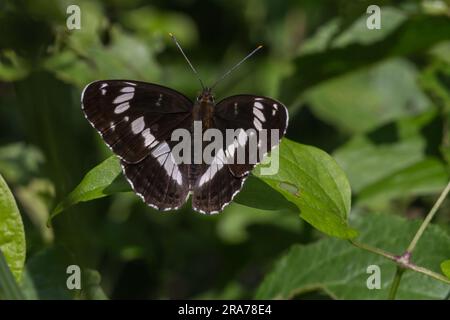 Ein Kleiner Eisvogel a Ruhestellung Foto Stock