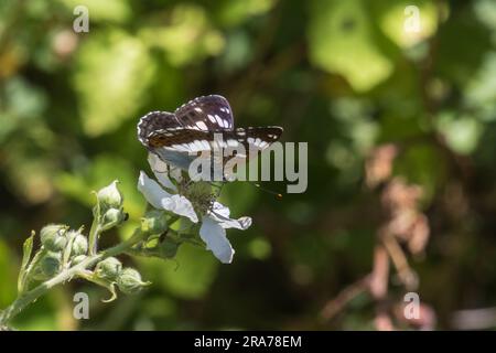 Ein Kleiner Eisvogel a Ruhestellung Foto Stock