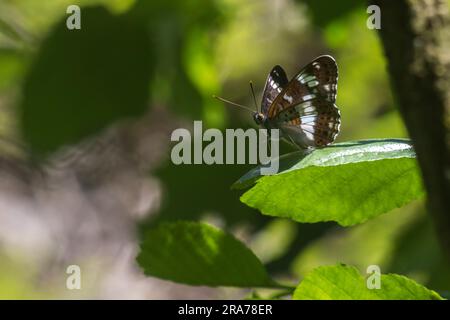 Ein Kleiner Eisvogel a Ruhestellung Foto Stock