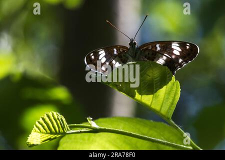 Ein Kleiner Eisvogel a Ruhestellung Foto Stock