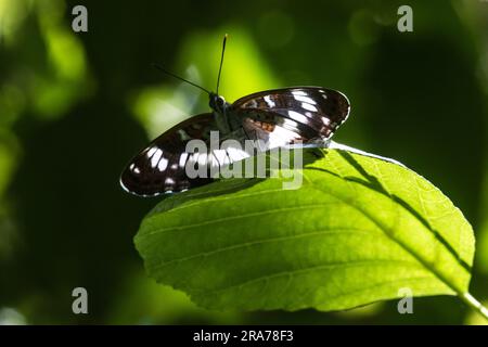 Ein Kleiner Eisvogel a Ruhestellung Foto Stock