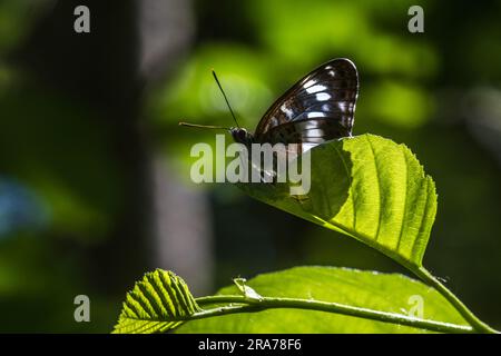 Ein Kleiner Eisvogel a Ruhestellung Foto Stock