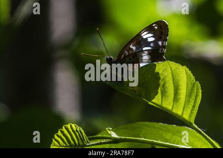 Ein Kleiner Eisvogel a Ruhestellung Foto Stock