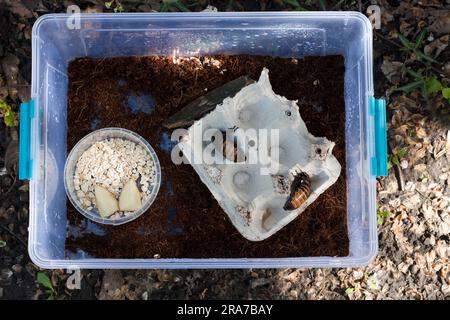 Scarafaggi del Madagascar sibilanti, Gromphadorhina portentosa, che vivono in una scatola di plastica. Tenere e allevare scarafaggi di grandi dimensioni in cattività. Insetti selvatici Foto Stock