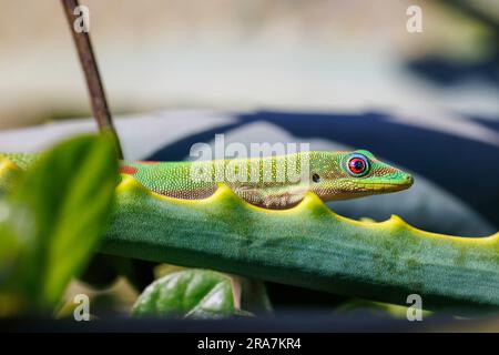 Gold Dust Day Gecko, Phelsuma laticauda, camminando lungo una foglia spiked, Hawaii. Foto Stock