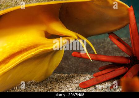 Questo guscio di casco cornuto, Cassis cornuta, è raffigurato mentre cattura un riccio di mare su cui cenerà. Hawaii. Foto Stock