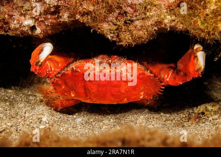 Lo splendido granchio di ciottoli, Etisus splendidus, è anche conosciuto come lo splendido granchio corallino spooner e lo splendido granchio rotondo rosso, Hawaii. Foto Stock