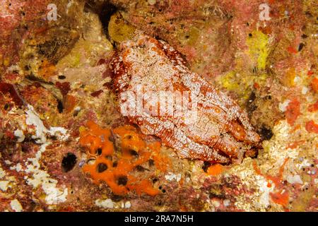 Il cetriolo di mare a punta gialla hawaiana, lo Stichopus sp. È endemico e attualmente non descritto dai biologi delle Hawaii. Foto Stock