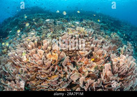 Una scena di scogliera di pesci che scolano su coralli di cavolo, Turbinaria sp. Indonesia. Foto Stock