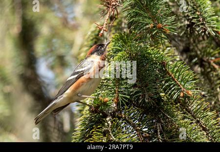 Primo piano di un maschio Warbler al petto della baia che si arrocca su un albero sempreverde durante la migrazione primaverile, Ontario, Canada Foto Stock