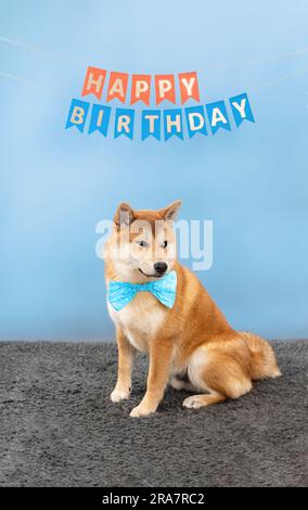 Cucciolo Red shiba inu e bandiere di compleanno Foto Stock